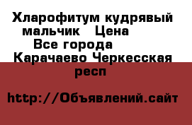 Хларофитум кудрявый мальчик › Цена ­ 30 - Все города  »    . Карачаево-Черкесская респ.